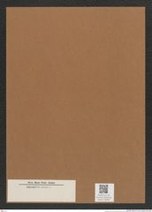 Diatomeae indet. Zeichnungen Sammlung Grunow Mappe 04064 (Herbarium_W_Grunow_drawings_Folder_04064)